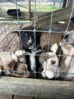Black Tri female, a female Australian Shepherd for sale in Corrigan, TX – Photo 4 of 7