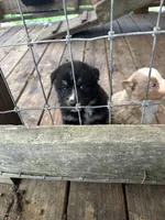 Black Tri female, a female Australian Shepherd for sale in Corrigan, TX – Photo 2 of 7