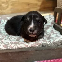 Black Tri female, a female Australian Shepherd for sale in Corrigan, TX – Photo 5 of 9