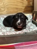 Black Tri female, a female Australian Shepherd for sale in Corrigan, TX – Photo 6 of 7