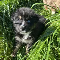 Black Tri female, a female Australian Shepherd for sale in Corrigan, TX – Photo 3 of 9