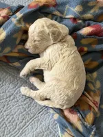Dumplin, a female Miniature Goldendoodle for sale in Sylvania, GA – 6 of 7