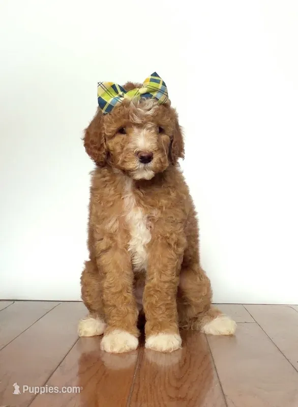 Peach – Miniature Goldendoodle puppy for sale in Sylvania, GA
