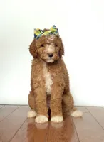 Peach, a female Miniature Goldendoodle for sale in Sylvania, GA – 1 of 4