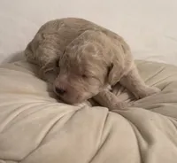 Dumplin, a female Miniature Goldendoodle for sale in Sylvania, GA – 5 of 7
