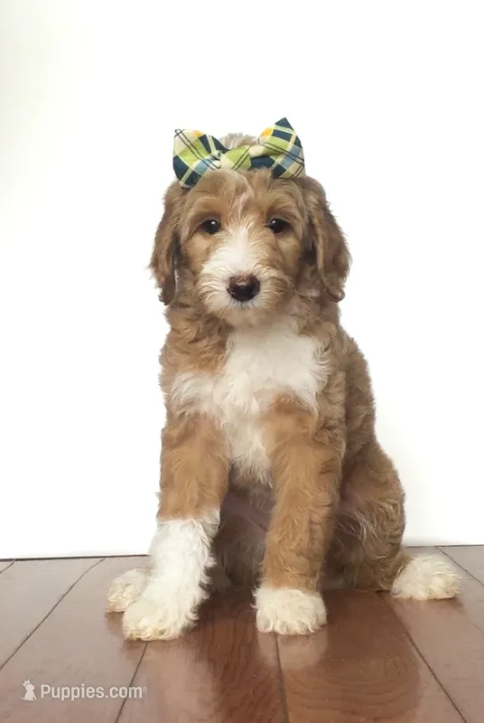 Honey – Miniature Goldendoodle puppy for sale in Sylvania, GA