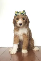 Honey, a female Miniature Goldendoodle for sale in Sylvania, GA – 1 of 5