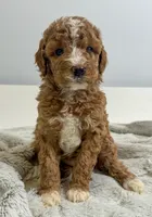 Peach, a female Miniature Goldendoodle for sale in Sylvania, GA – 4 of 4