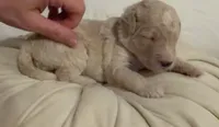 Dumplin, a female Miniature Goldendoodle for sale in Sylvania, GA – 2 of 7