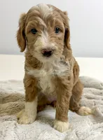 Honey, a female Miniature Goldendoodle for sale in Sylvania, GA – 2 of 5