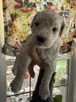Dumplin, a female Miniature Goldendoodle for sale in Sylvania, GA – 3 of 7