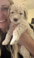 Dumplin, a female Miniature Goldendoodle for sale in Sylvania, GA – 4 of 7