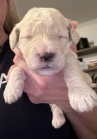 Dumplin, a female Miniature Goldendoodle for sale in Sylvania, GA – 7 of 7