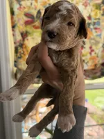 Peach, a female Miniature Goldendoodle for sale in Sylvania, GA – 3 of 4