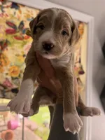 Honey, a female Miniature Goldendoodle for sale in Sylvania, GA – 3 of 5
