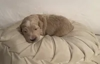 Honey, a female Miniature Goldendoodle for sale in Sylvania, GA – 4 of 5