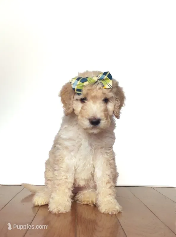Dumplin – Miniature Goldendoodle puppy for sale in Sylvania, GA