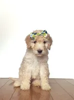 Dumplin, a female Miniature Goldendoodle for sale in Sylvania, GA – 1 of 7