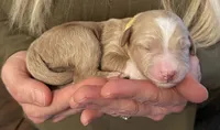 Honey, a female Miniature Goldendoodle for sale in Sylvania, GA – 5 of 5