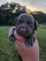 Solid liver female AKC, a female German Shorthaired Pointer for sale in Chatham, VA – 2 of 4