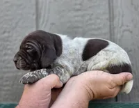 AKC female, a female German Shorthaired Pointer for sale in Chatham, VA – Photo 3 of 7