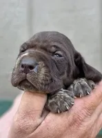 AKC female, a female German Shorthaired Pointer for sale in Chatham, VA – Photo 2 of 7