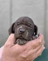 AKC female, a female German Shorthaired Pointer for sale in Chatham, VA – Photo 1 of 7