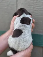 AKC female, a female German Shorthaired Pointer for sale in Chatham, VA – Photo 5 of 7