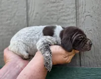 AKC female, a female German Shorthaired Pointer for sale in Chatham, VA – Photo 4 of 7