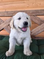 Murdoch , a male Golden Retriever for sale in Chatham, VA – 3 of 5