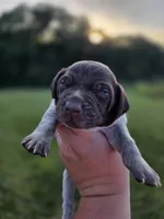Male 3, a male German Shorthaired Pointer for sale in Chatham, VA – 4 of 7