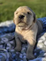 AKC Golden girl, a female Golden Retriever for sale in Chatham, VA – Photo 6 of 10