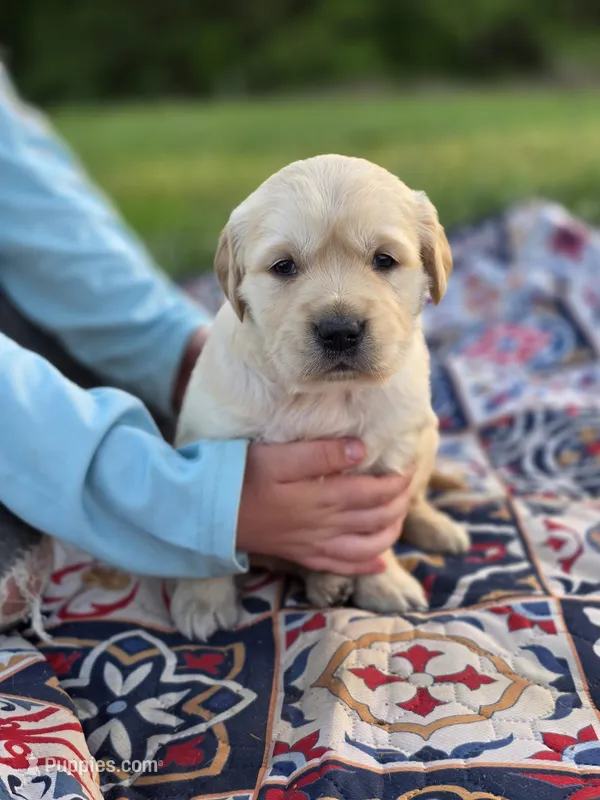 AKC Golden girl, a female Golden Retriever for sale in Chatham, VA – Photo 1 of 10