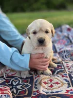 AKC Golden girl, a female Golden Retriever for sale in Chatham, VA – Photo 1 of 10