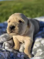 AKC Golden girl, a female Golden Retriever for sale in Chatham, VA – Photo 5 of 10