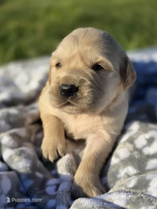 AKC Golden girl – Golden Retriever puppy for sale in Chatham, VA