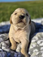 AKC Golden girl, a female Golden Retriever for sale in Chatham, VA – Photo 4 of 10