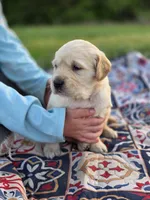 AKC Golden girl, a female Golden Retriever for sale in Chatham, VA – Photo 9 of 10