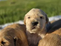 AKC Golden girl, a female Golden Retriever for sale in Chatham, VA – Photo 10 of 10