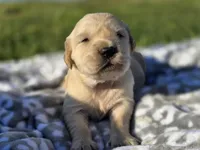 AKC Golden girl, a female Golden Retriever for sale in Chatham, VA – Photo 8 of 10