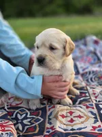 AKC Golden girl, a female Golden Retriever for sale in Chatham, VA – Photo 8 of 10
