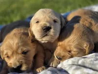 AKC Golden girl, a female Golden Retriever for sale in Chatham, VA – Photo 7 of 10