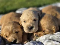AKC Golden girl, a female Golden Retriever for sale in Chatham, VA – Photo 2 of 10