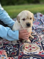 AKC Golden girl, a female Golden Retriever for sale in Chatham, VA – Photo 10 of 10