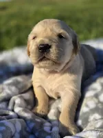 AKC Golden girl, a female Golden Retriever for sale in Chatham, VA – Photo 3 of 10