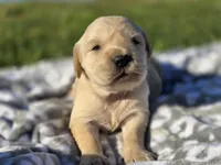 AKC Golden girl, a female Golden Retriever for sale in Chatham, VA – Photo 9 of 10