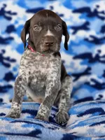 Red collar AKC , a male German Shorthaired Pointer for sale in Chatham, VA – 7 of 8