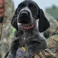 AKC Female GSP, a female German Shorthaired Pointer for sale in Chatham, VA – Photo 5 of 6