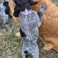 AKC Female GSP, a female German Shorthaired Pointer for sale in Chatham, VA – Photo 6 of 6