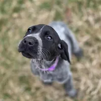 AKC Female GSP, a female German Shorthaired Pointer for sale in Chatham, VA – Photo 1 of 6
